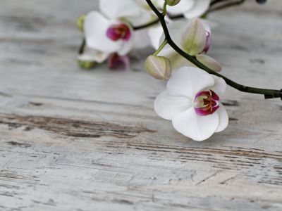flower in the apartment