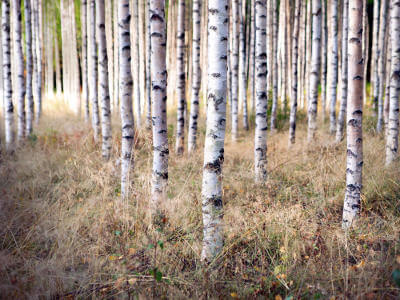 trees